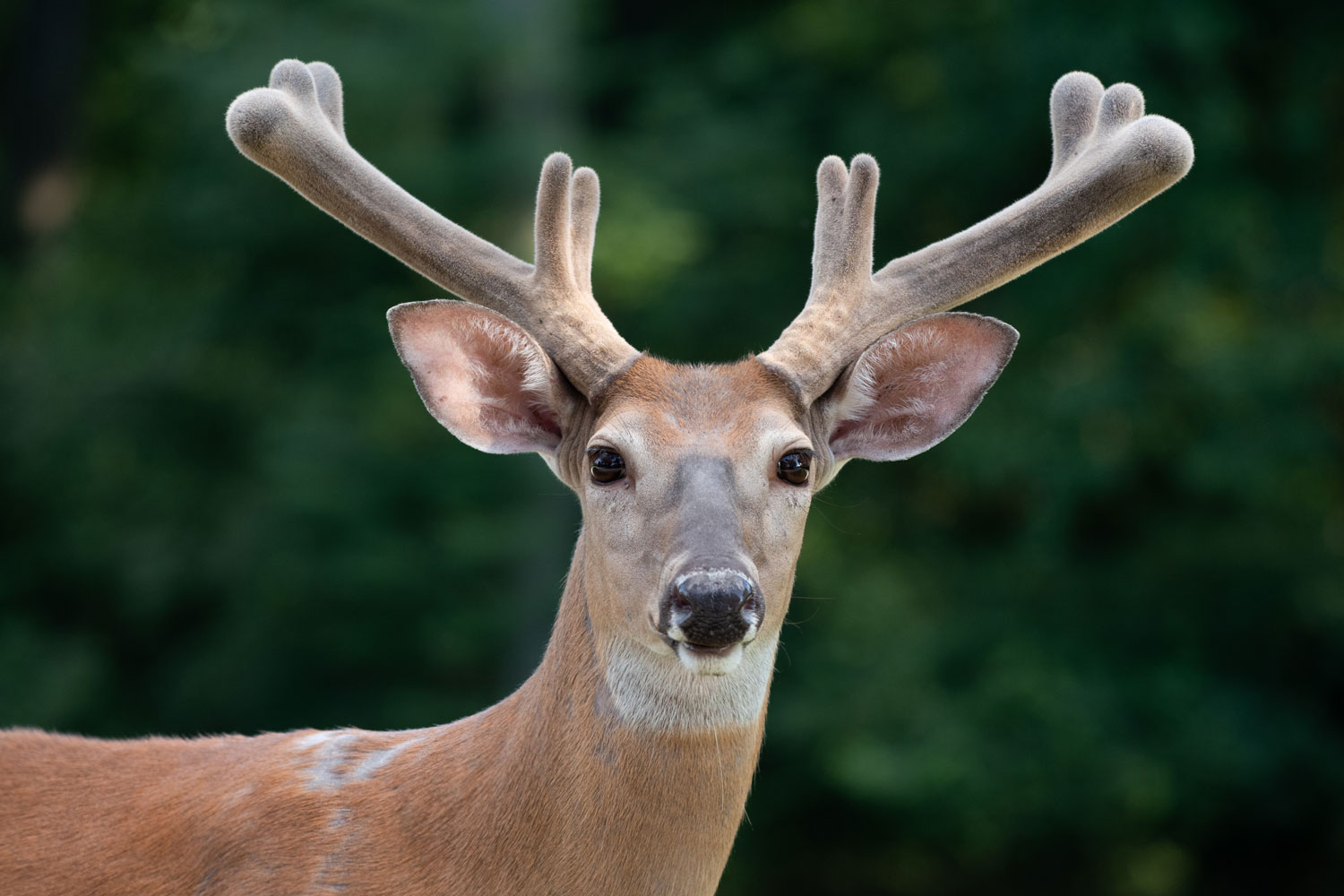 Do Deer Antlers Grow Back