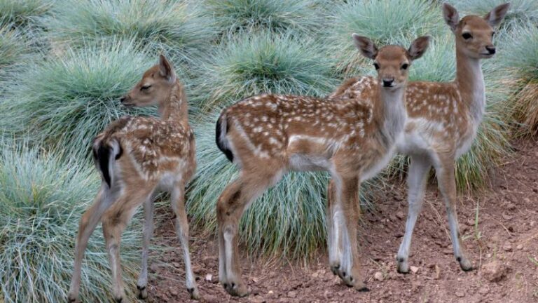 Do Deer Eat Fescue Grass