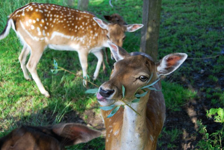 Do Deer Eat Hay Or Straw