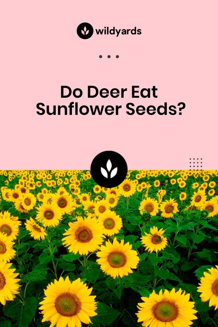 Do Deer Eat Sunflower Seeds