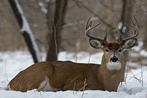 Do Deer Hibernate