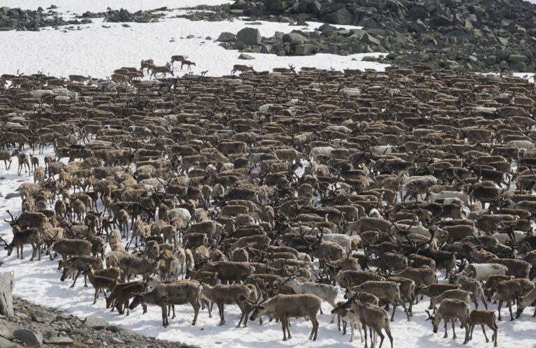 Do Deer Travel in Herds