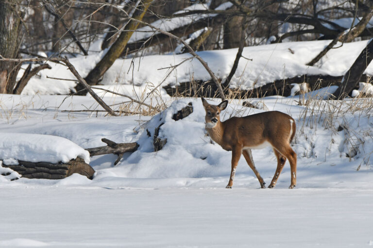 How Do Deer Survive the Winter