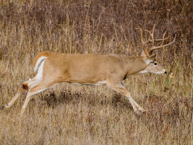 How Long to Wait After Shooting a Deer