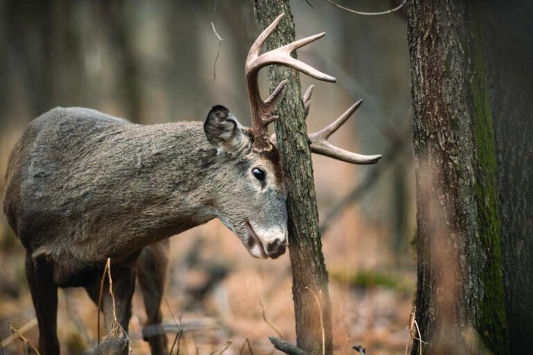 How to Attract Deer While Hunting