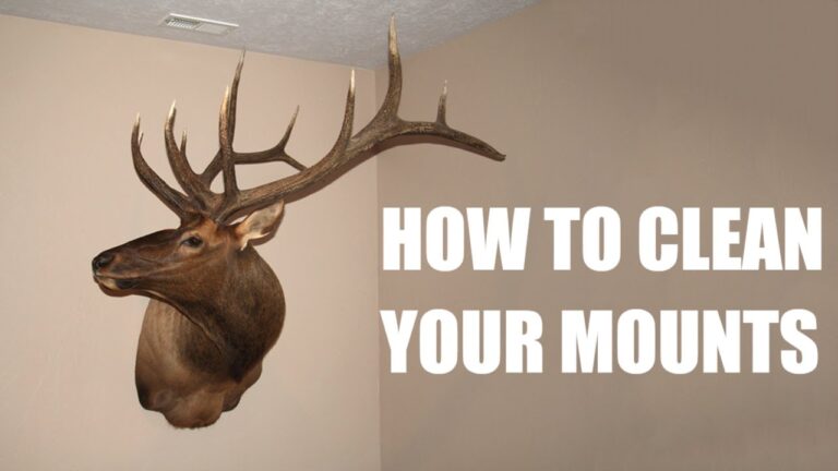 How to Clean a Deer Mount