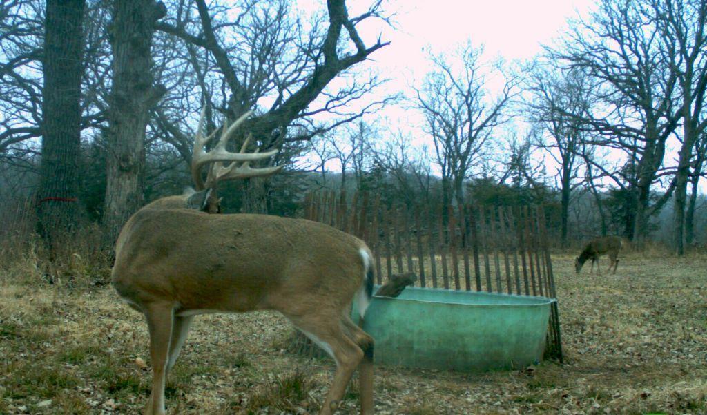 How to Get Deer to Come Out During the Day