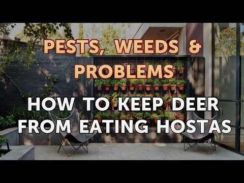 How to Keep Deer from Eating Hostas