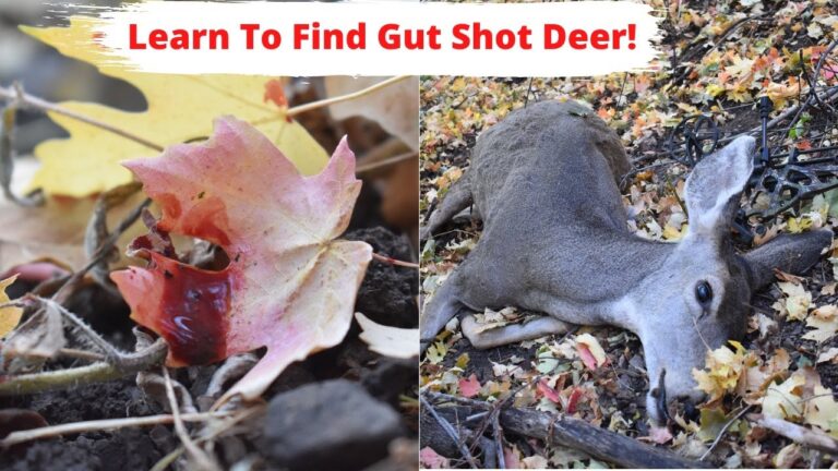 How to Track a Gut Shot Deer