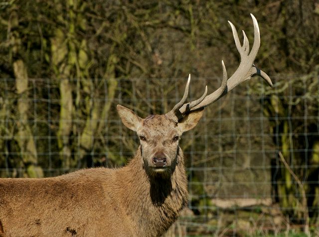 What is Deer With One Antler