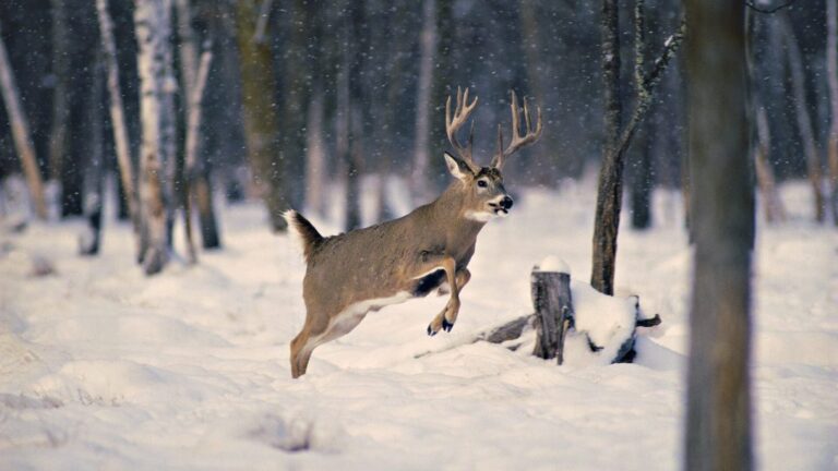 What to Feed Deer Instead of Corn