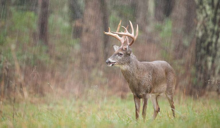 Where Do Deer Go When It Rains Or Snows