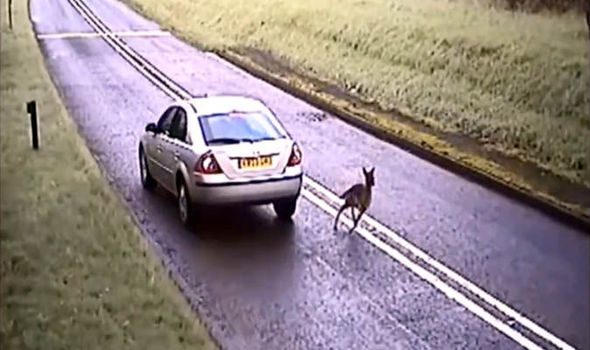 Why Do Deer Jump in Front of Cars