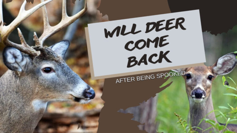 Will Deer Come Back After Being Spooked